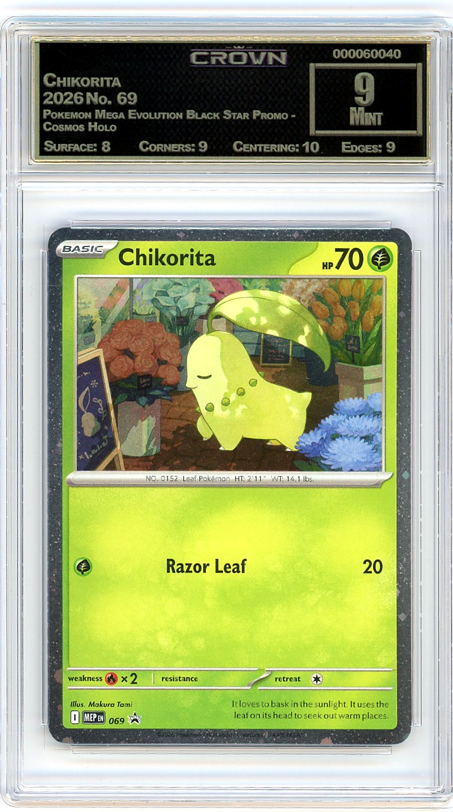 Chikorita